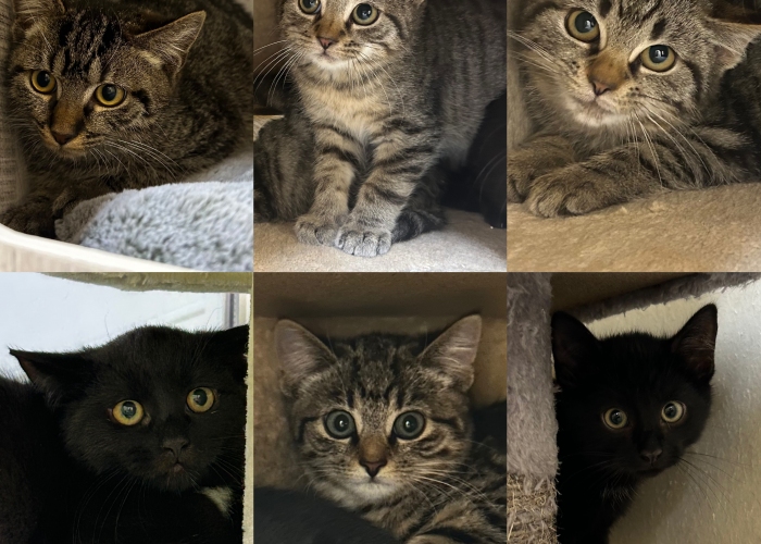 Katze, EKH, Unsere Kleinsten, Tierheim Burgdorf