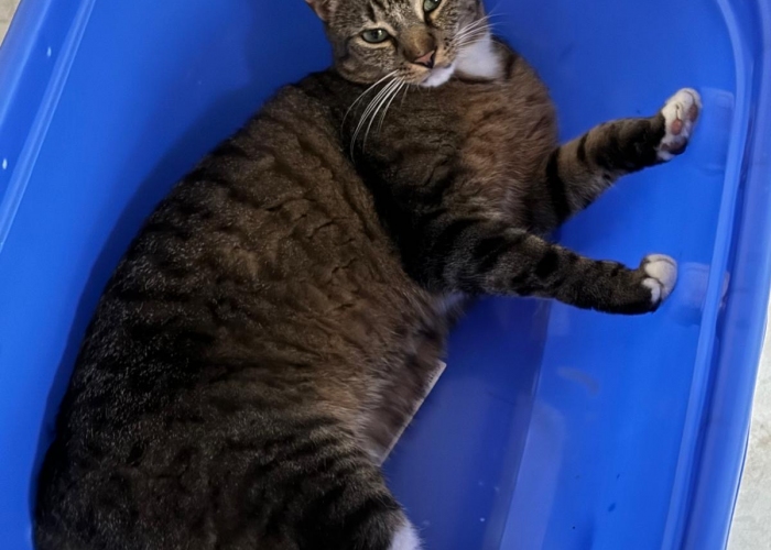 Katze, EKH, Leo, Tierheim Burgdorf