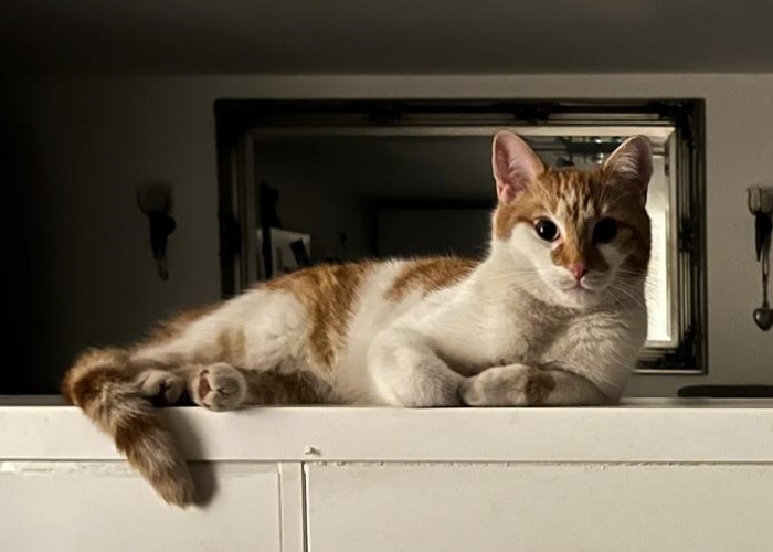 Katze, BKM, Findus, Tierheim Burgdorf