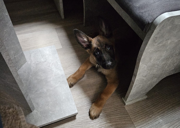 BKM-Katze, Findus, Tierheim Burgdorf