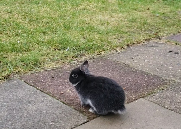 Kleintier, Zwerghase, LeoBanchiBebi, Tierheim Burgdorf
