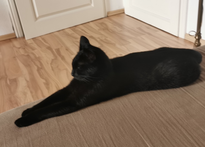 Katze, EKH, Olga, Tierheim Burgdorf