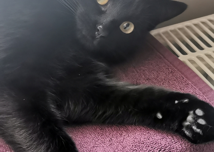 EKH-Katze, Olga, Tierheim Burgdorf