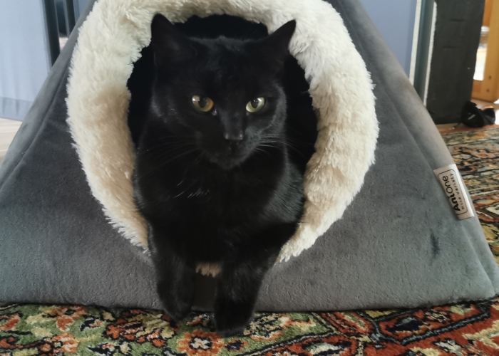 EKH-Katze, Olga, Tierheim Burgdorf