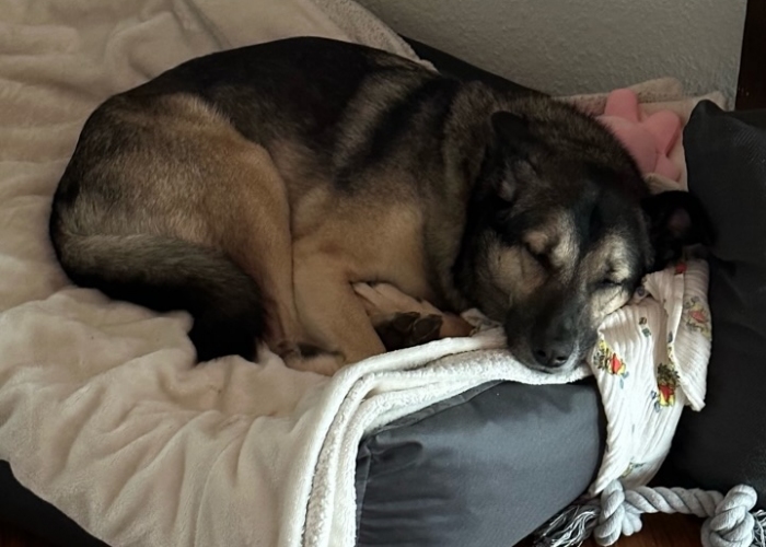 Mischling-Hund, Laika, Tierheim Burgdorf