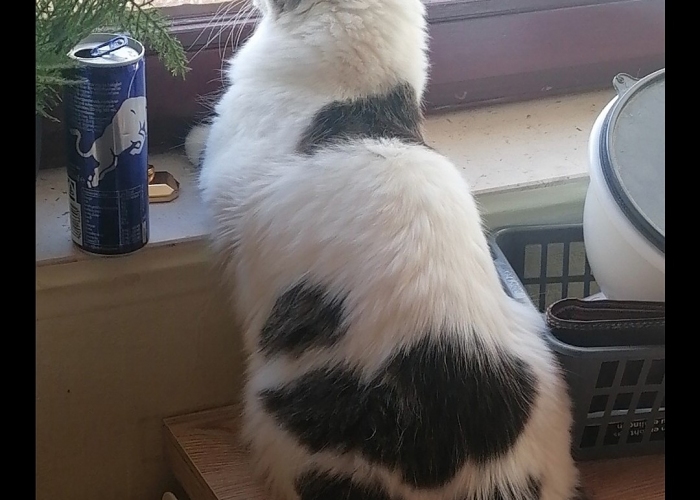 Maine Coon Mix-Katze, Findus aus Lehrte, Tierheim Burgdorf