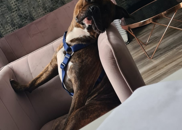 Stafford Mix -Hund, Monty, Tierheim Burgdorf