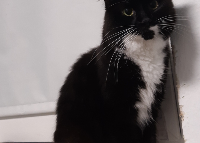 Katze, Main Coon, Kaya, Tierheim Burgdorf