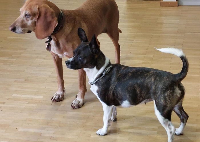 Hund, Chihuahua/ Jack Russel/ Pinscher-Mischling, Lilo, Tierheim Burgdorf