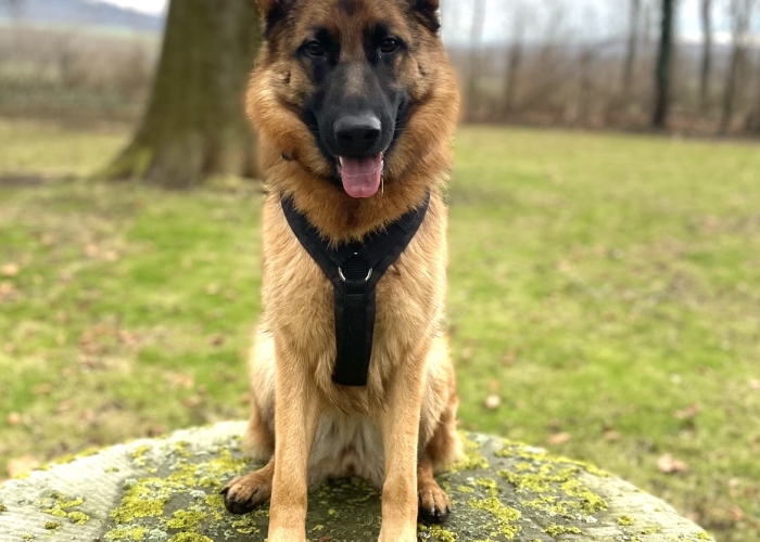 Hund, Deutscher Schäferhund, Nala, Tierheim Burgdorf