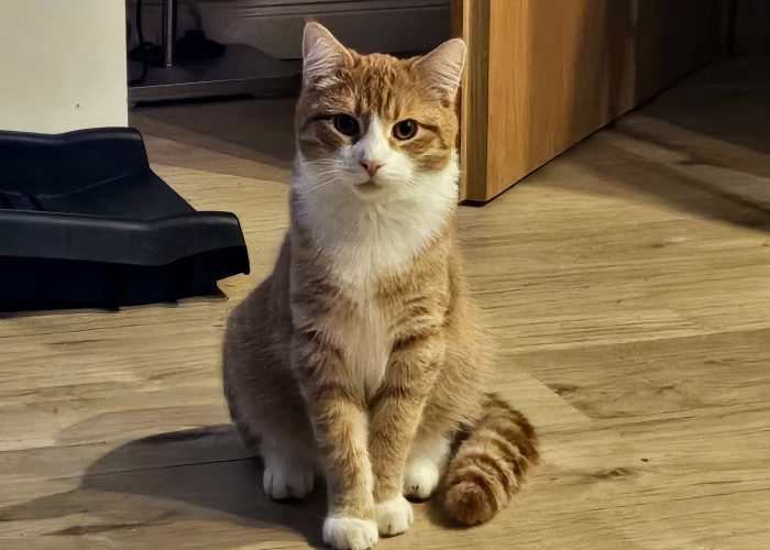 Katze, Norwegische Waldkatze - EKH, Krawallo, Tierheim Burgdorf