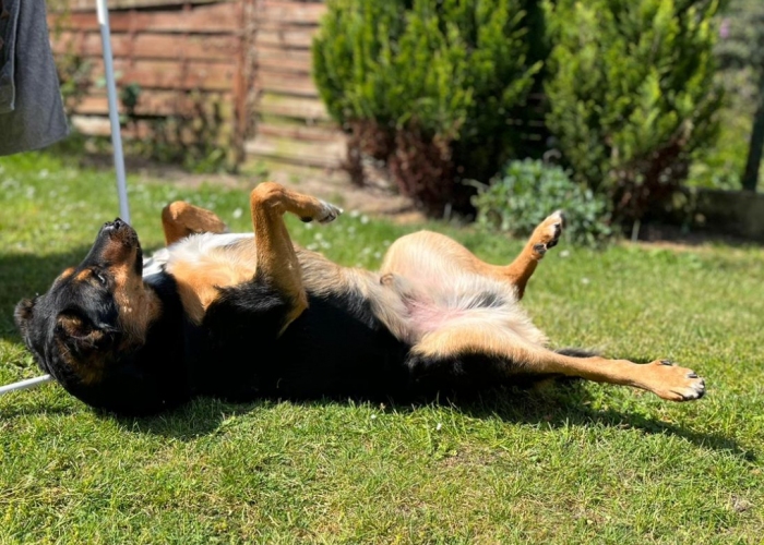 Hund, Mischling, Felix, Tierheim Burgdorf