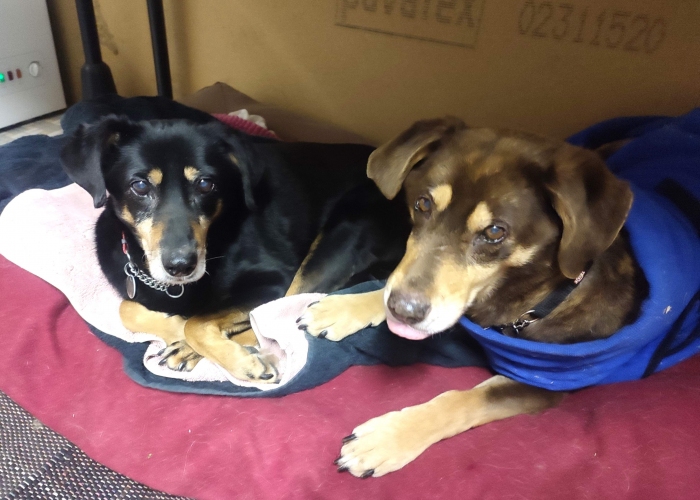 Hund, Mischlinge, Lord und Lea, Tierheim Burgdorf