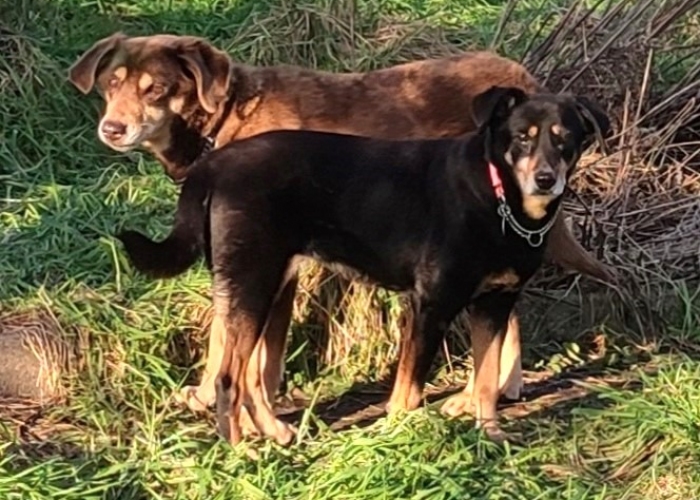 Mischlinge-Hund, Lord und Lea, Tierheim Burgdorf