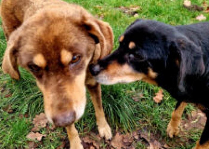 Mischlinge-Hund, Lord und Lea, Tierheim Burgdorf