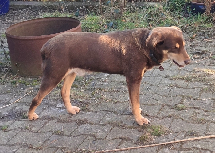 Mischlinge-Hund, Lord und Lea, Tierheim Burgdorf