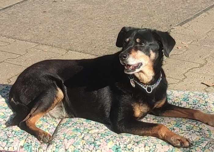 Mischlinge-Hund, Lord und Lea, Tierheim Burgdorf