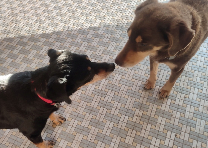 Mischlinge-Hund, Lord und Lea, Tierheim Burgdorf