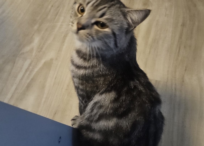 Katze, BKH, Leo, Tierheim Burgdorf