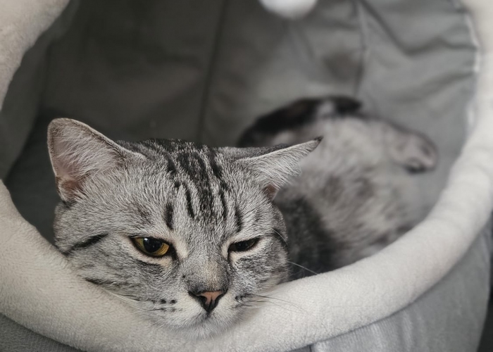 BKH-Katze, Leo, Tierheim Burgdorf