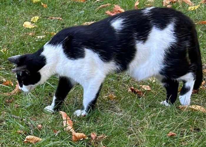 Katze, EKH, Hermine, Tierheim Burgdorf
