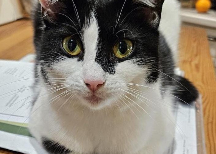 EKH-Katze, Hermine, Tierheim Burgdorf