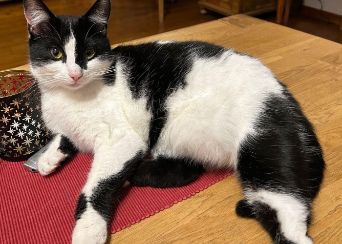 EKH-Katze, Hermine, Tierheim Burgdorf