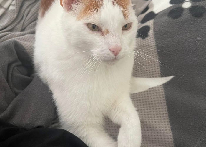 Katze, Europäische Kurzhaar, Stu, Tierheim Burgdorf