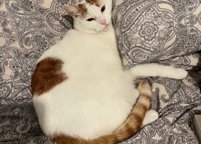 Europäische Kurzhaar-Katze, Stu, Tierheim Burgdorf