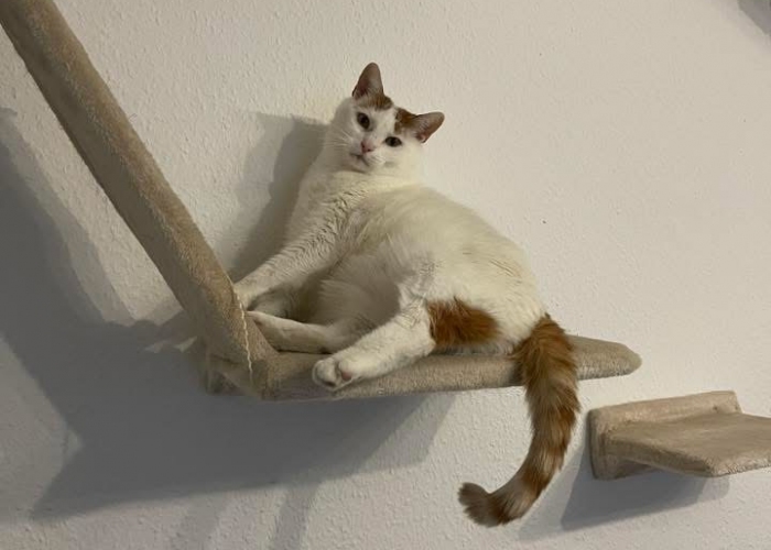 Europäische Kurzhaar-Katze, Stu, Tierheim Burgdorf