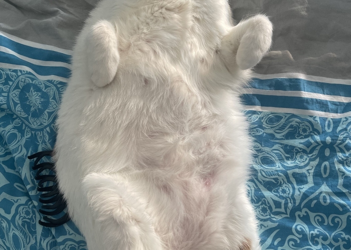 Europäische Kurzhaar-Katze, Stu, Tierheim Burgdorf