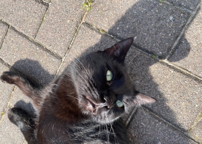 Katze, EKH, Loki, Tierheim Burgdorf