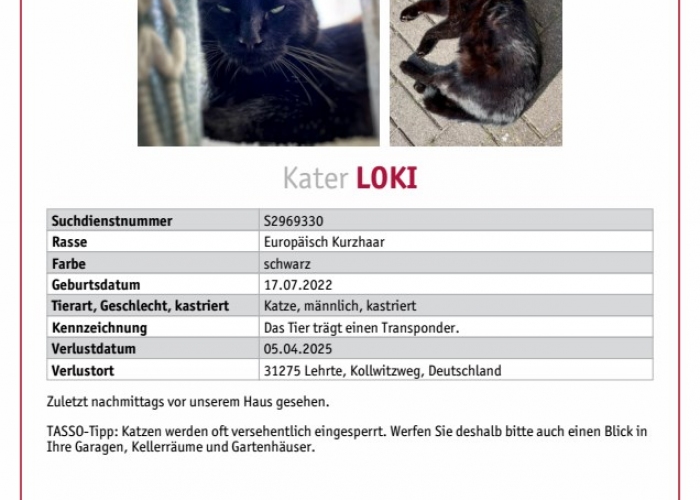 EKH-Katze, Loki, Tierheim Burgdorf