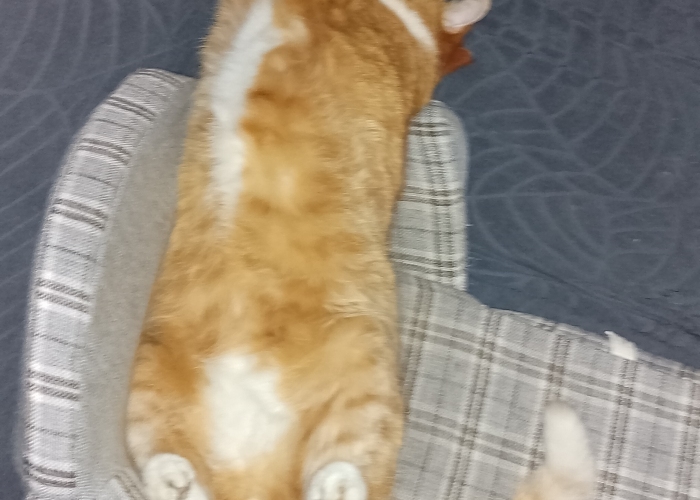 EKH-Katze, Lenny, Tierheim Burgdorf