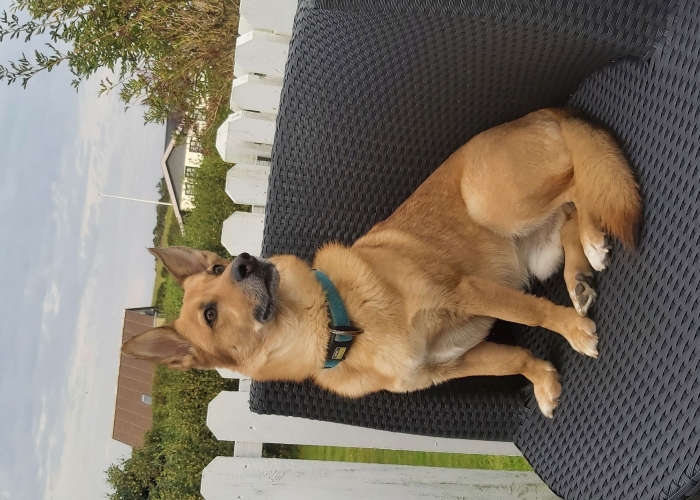 Schäferhund Mischling-Hund, Peppie, Tierheim Burgdorf