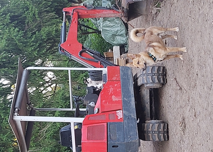 Hund, Schäferhund Mischling, Peppie, Tierheim Burgdorf