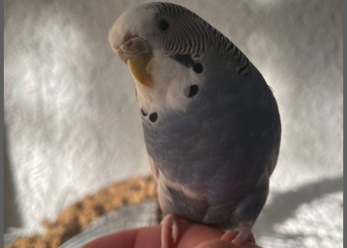 Vogel, Wellensittich, Mavis, Tierheim Burgdorf