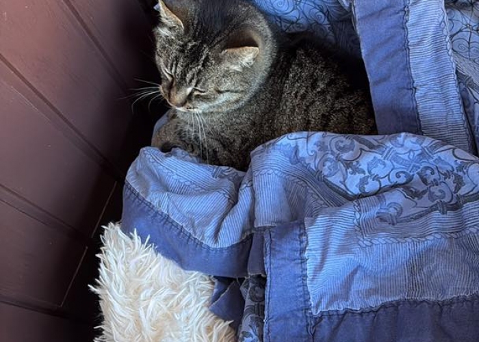 Katze, Europäisch Kurzhaar, , Tierheim Burgdorf