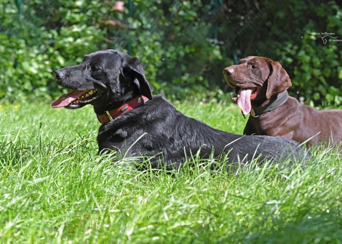 Labrador-Hund, Nala, Tierheim Burgdorf