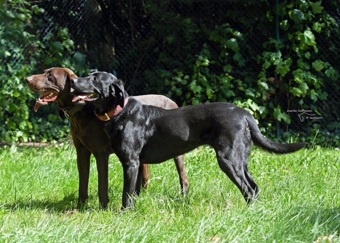 Deutsch-Kurzhaar (Mix)-Hund, Paul, Tierheim Burgdorf