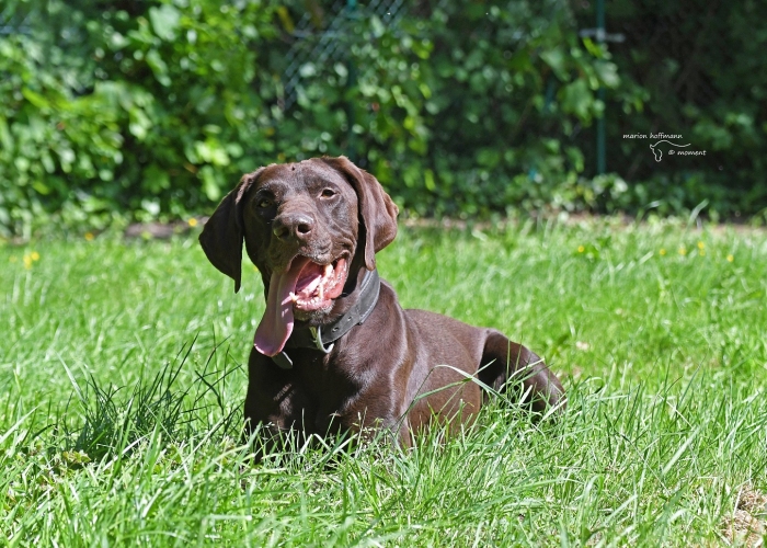 Deutsch-Kurzhaar (Mix)-Hund, Paul, Tierheim Burgdorf
