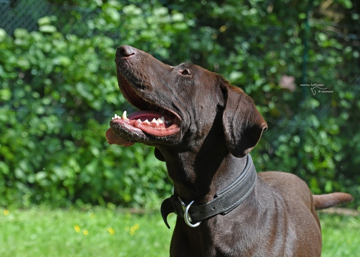 Deutsch-Kurzhaar (Mix)-Hund, Paul, Tierheim Burgdorf