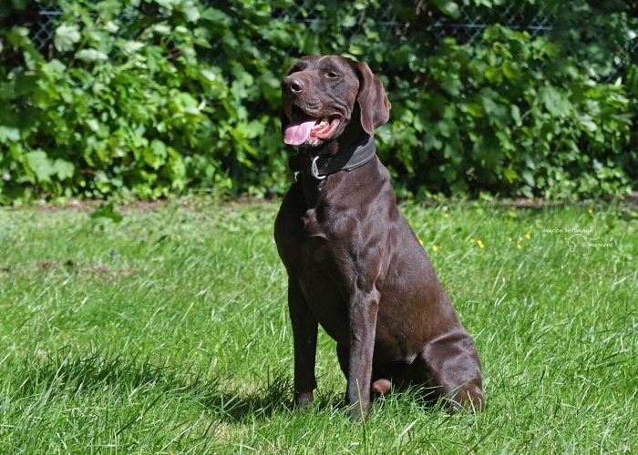 Deutsch-Kurzhaar (Mix)-Hund, Paul, Tierheim Burgdorf