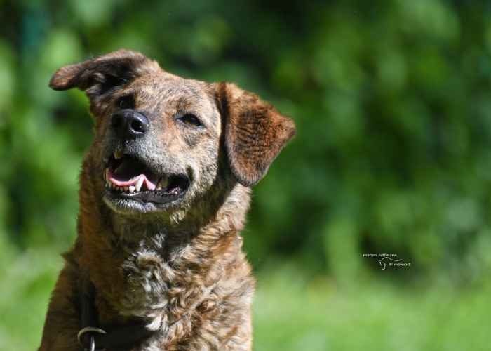 Rumänischer Edelmix-Hund, Valea, Tierheim Burgdorf