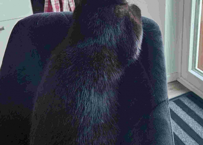 Katze, British Kurzhaar Katze, Lina, Tierheim Burgdorf