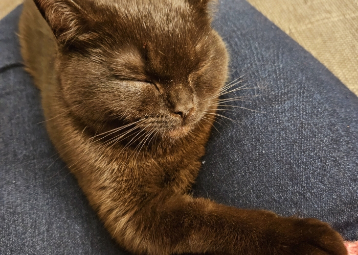 British Kurzhaar Katze-Katze, Lina, Tierheim Burgdorf