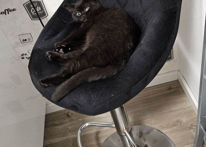 British Kurzhaar Katze-Katze, Lina, Tierheim Burgdorf