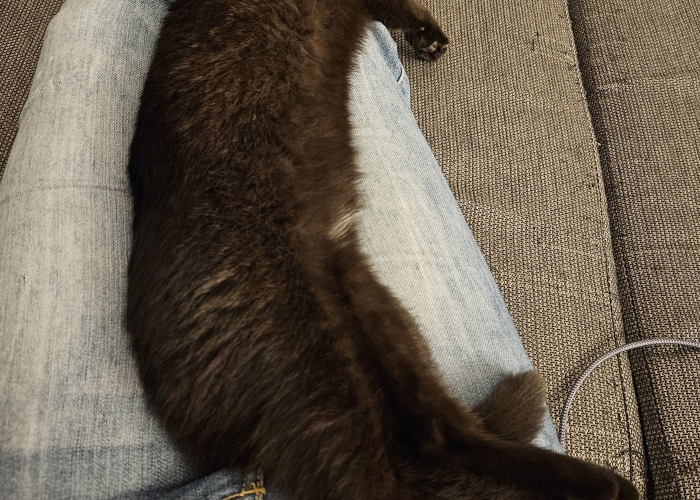 British Kurzhaar Katze-Katze, Lina, Tierheim Burgdorf