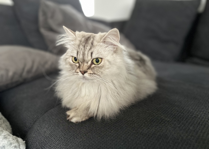 Katze, Britisch Langhaar, Balu, Tierheim Burgdorf