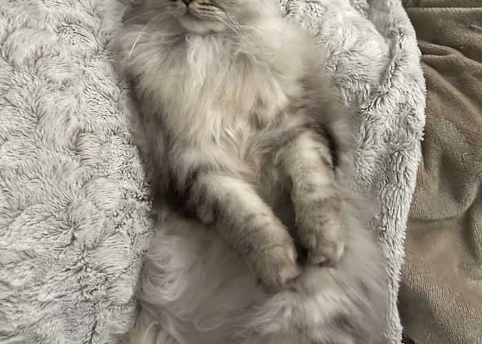 Britisch Langhaar-Katze, Balu, Tierheim Burgdorf